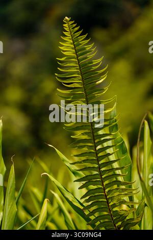 Solitary Fern Leaf prospera lungo la strada Foto Stock
