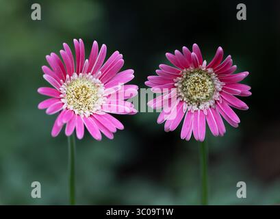 Due margherite Gerbera rosa scuro in giardino Foto Stock