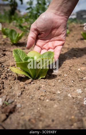 Primo piano di una mano umana che tocca delicatamente una piccola pianta di lattuga che cresce in un orto. Foto Stock