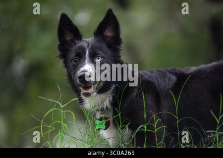 Border Collie Corgi cucciolo di cani misti in erba Foto Stock