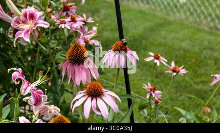 ape che lavora su un coneflower nel giardino posteriore Foto Stock