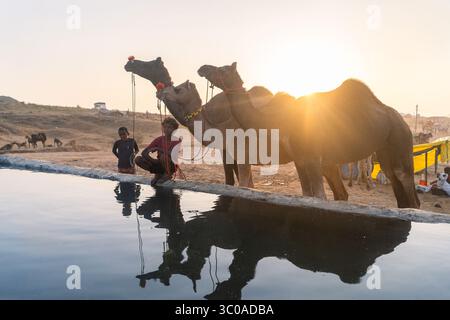 Pushkar Camel Fair, 2024, Rajasthan, India Foto Stock