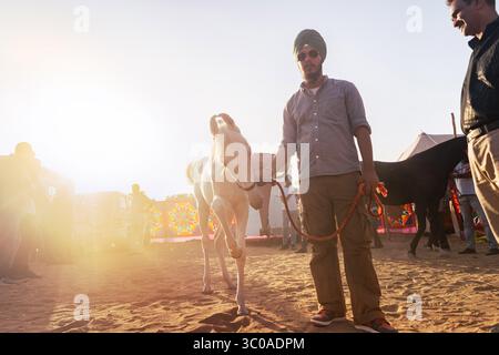 Pushkar Camel Fair, 2024, Rajasthan, India MAN and Marwari Horse (cavalli indigeni dell'india) Foto Stock