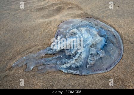 Grandi meduse incagliate sulla sabbia con la bassa marea Foto Stock