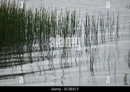 le alte canne verdi si riflettono nello stagno Foto Stock
