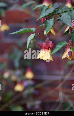 Abutilon "Kentish Belle' Foto Stock
