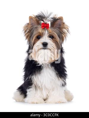 Carino cane Biewer Yorkshire Terrier, seduto davanti. Capelli legati con un papillon rosso. Guardando direttamente alla fotocamera. Isolato su un bianco Foto Stock