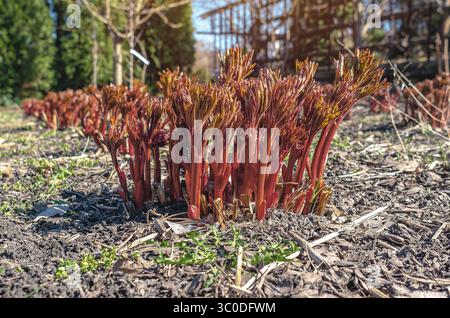 Germogli di peonia rossa in giardino. Coltivare la peonia in terreno secco. Germogli di peonia primaverili, simbolo del risveglio della natura. Foto Stock