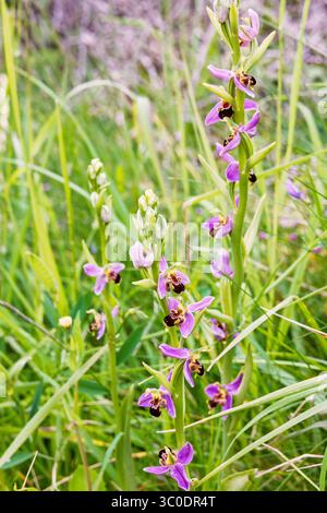 Fiori di orchidee che fioriscono su un prato in estate Foto Stock