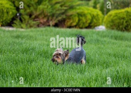 Un piccolo cane girovaga attraverso la lussureggiante erba verde in un giardino vivace. Il sole splende brillantemente, illuminando il comportamento giocoso del cane mentre ama il suo surr Foto Stock