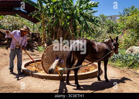 San Lorenzo Albarradas, Oaxaca, Messico. Un lavoratore che porta un mulo a schiacciare i cuori di agave arrostiti con un mulino a pietra durante la produzione tradizionale del Mezcal Foto Stock
