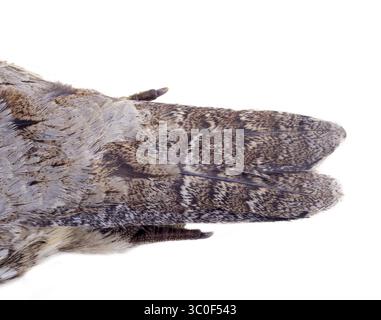Piumaggio di un cespuglio di nocciola da vicino, schema forestale Foto Stock
