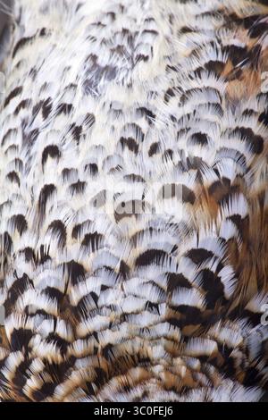 Piumaggio di un cespuglio di nocciola da vicino, schema forestale Foto Stock