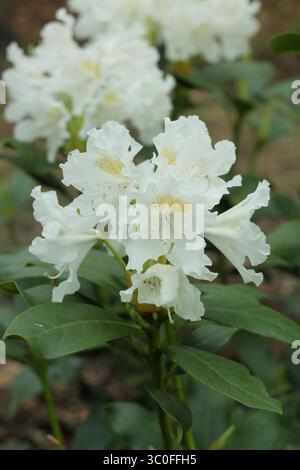 Rhododendron Cunningham's White, rododendro ibrido con grandi fiori bianchi/ Foto Stock