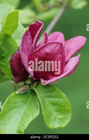 Magnolia Genie, albero ornamentale in fiore con profondi fiori Bordeaux in un giardino boschivo inglese. Foto Stock