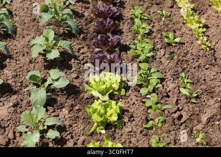 Giovani piantine in una zona vegetale Foto Stock
