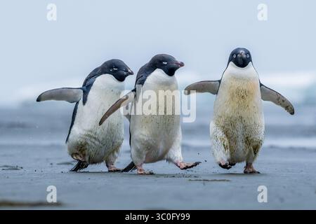 Veduta dei pinguini di Adelie che gironzolano allegramente sulla spiaggia di sabbia, il loro piumaggio bianco e nero che contrasta con il morbido cielo grigio, Seymour Island, Antartide. Foto Stock