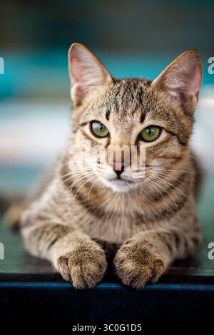 Questo è un affascinante gatto Tabby che ha gli occhi verdi che lo rendono davvero accattivante Foto Stock