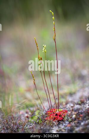 Uno scatto selettivo della rugiada tonda, Drosera rotundifolia Foto Stock