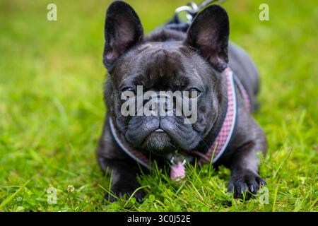 Bulldog francese nero sul prato. Primo piano di un bulldog francese nero. Foto Stock