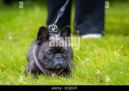 Bulldog francese nero sul prato. Primo piano di un bulldog francese nero. Foto Stock