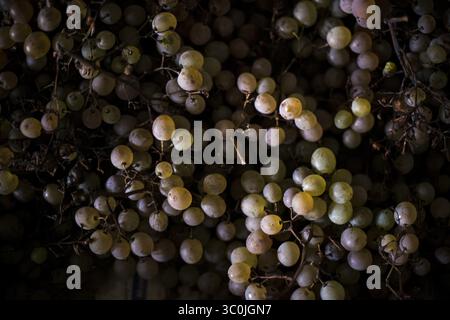 28 ottobre 2015 - Piemonte, Italia - uve fresche in Crate, vista ad alto angolo (Credit Image: © Novo Images/Glasshouse via ZUMA Wire) Foto Stock