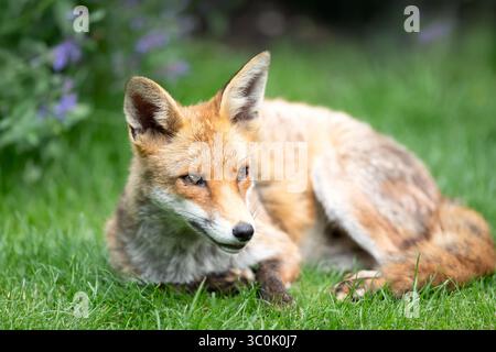Ritratto di una volpe rossa appoggiata su erba verde, Regno Unito. Foto Stock
