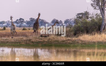 Un gruppo di tre giraffe nel Delta dell'Okavango, Botswana. Foto Stock