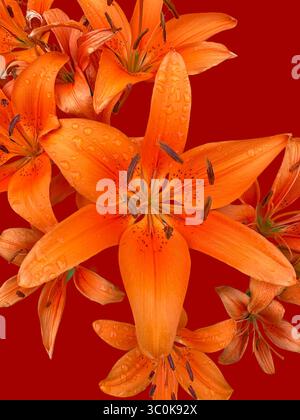 Gigli asiatici arancioni e rosse su sfondo rosso Foto Stock