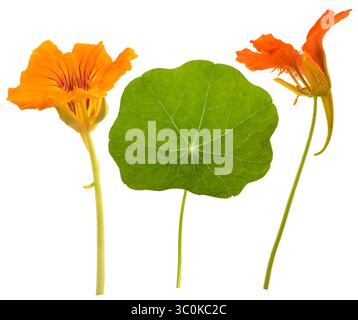Fiori di nasturzio isolati su sfondo bianco. Foto Stock