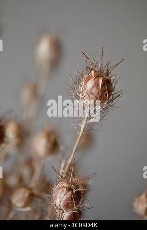 Foto macro di cialde secche di semi di Nigella damascena (Love-in-a-Mist) con texture intricate e appuntite, isolate contro un morbido dorso neutro Foto Stock