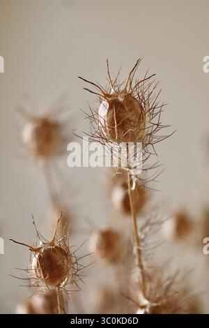 Foto macro di cialde secche di semi di Nigella damascena (Love-in-a-Mist) con texture intricate e appuntite, isolate contro un morbido dorso neutro Foto Stock