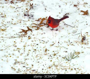 Un cardinale settentrionale maschile sorge su un terreno innevato circondato da semi sparsi e foglie di quercia cadute in inverno Foto Stock
