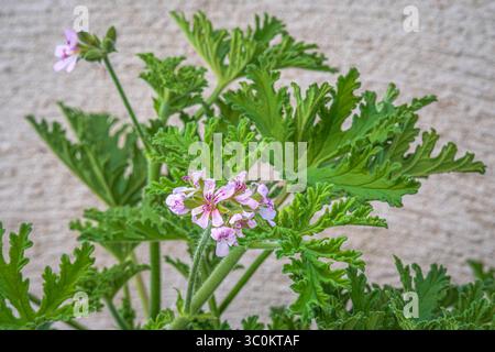Pianta di Citronell in fiore, Pelargonium citrosum, Geranium profumato è un perenne commercializzato come repellente per zanzare Foto Stock