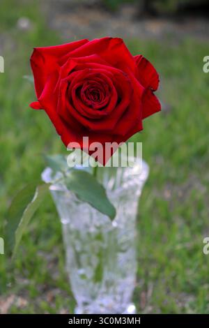 Una rosa rossa in piena fioritura, con petali densi e vellutati. E' elegantemente allestita in un vaso di vetro trasparente e testurizzato, che poggia su un prato verde sfocato Foto Stock