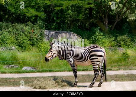 Di Grevy Zebra (Equus grevyi) pascolare nel suo contenitore in un zoo Foto Stock