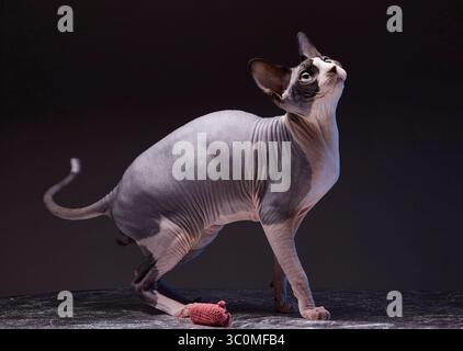 Un gatto Sphynx si erge graziosamente su una superficie grigia scura, con il naso rosa e le orecchie ben visibili. Il gatto guarda verso l'alto con la testa inclinata, e. Foto Stock