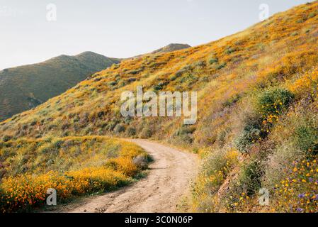 Papaveri lungo la Walker Canyon Trail nel lago Elsinore, California Foto Stock