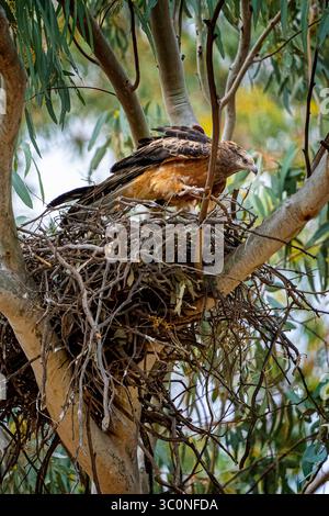 Fischio aquilone (Haliastur sphenurus) di ritorno a Nest, Bollon, Queensland, Australia Foto Stock
