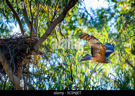 Fischio aquilone (Haliastur sphenurus) Leaving Nest, Bollon, Queensland, Australia Foto Stock