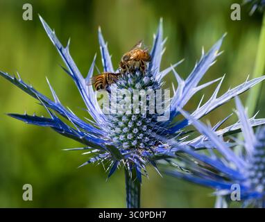 Api mellifere che impollinano in cima a una pianta agrifoglio del mare blu (Eryngium planum). Vista ravvicinata con i dettagli. Foto Stock