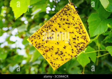 Trappola adesiva gialla appesa nella soluzione per il controllo efficace dei parassiti e la gestione degli insetti da giardino Foto Stock