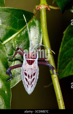 Insetto "Tip-wilter" blindato, o Leaf Foot Bug, Canungrantmictis morindana. 3a fase. Coffs Harbour, NSW, Australia Foto Stock