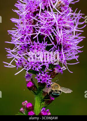 Un'ape a banda blu si trova alla base di un vivace spettacolo di fiori di stelle scintillanti con ali perfettamente a fuoco e bande blu evidenti. Foto Stock