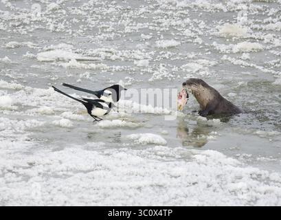 22 dicembre 2018 - Sweetwater, Wyoming, Stati Uniti d'America - due magpies dal becco nero cercano di condividere il pasto con una lontra del fiume settentrionale mentre mangia un pesce bianco succhierone lungo il Green River ghiacciato al Seedskadee National Wildlife Refuge nella contea di Sweetwater, Wyoming. Le lontre di fiume sono comuni nei rifugiati della fauna selvatica, ma sono difficili da vedere in quanto temono gli esseri umani. (Immagine di credito: © Tom Koerner via ZUMA Wire) Foto Stock