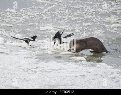 22 dicembre 2018 - Sweetwater, Wyoming, Stati Uniti d'America - due magpies dal becco nero cercano di condividere il pasto con una lontra del fiume settentrionale mentre mangia un pesce bianco succhierone lungo il Green River ghiacciato al Seedskadee National Wildlife Refuge nella contea di Sweetwater, Wyoming. Le lontre di fiume sono comuni nei rifugiati della fauna selvatica, ma sono difficili da vedere in quanto temono gli esseri umani. (Immagine di credito: © Tom Koerner via ZUMA Wire) Foto Stock