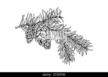 Abete natalizio o ramo di abete rosso con illustrazione vettoriale monocromatica pinecone dipinta con inchiostri neri. Disegno invernale con incisione sempreverde per la tessera vacanza Illustrazione Vettoriale