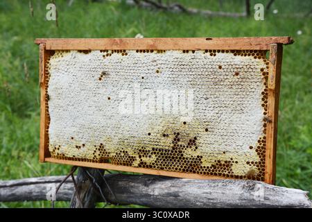 Nido d'ape con miele. Miele crudo fresco in pettine di miele in vendita. Foto Stock