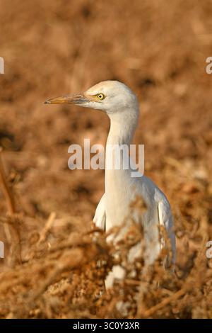 Egretta di bestiame in campo asciutto - ritratto Foto Stock