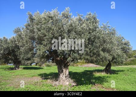 Frutteto di ulivi, Israele Foto Stock